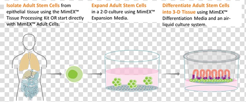 Product design Paper Brand Font, cell culture transparent background PNG clipart