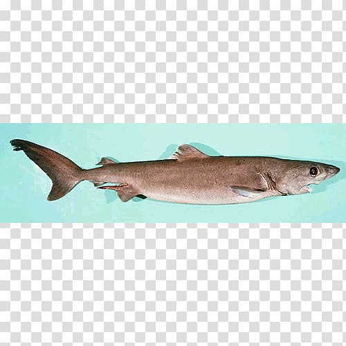 Tiger shark Squaliform sharks Requiem sharks Marine biology, tiger transparent background PNG clipart