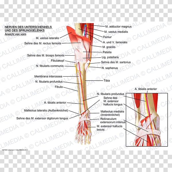 Muscle Nerve Anatomy Ankle Crus, rectus femoris function transparent background PNG clipart