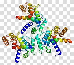 L-type calcium channel Voltage-gated calcium channel Cav1.3 Protein subunit, Genomics s transparent background PNG clipart thumbnail