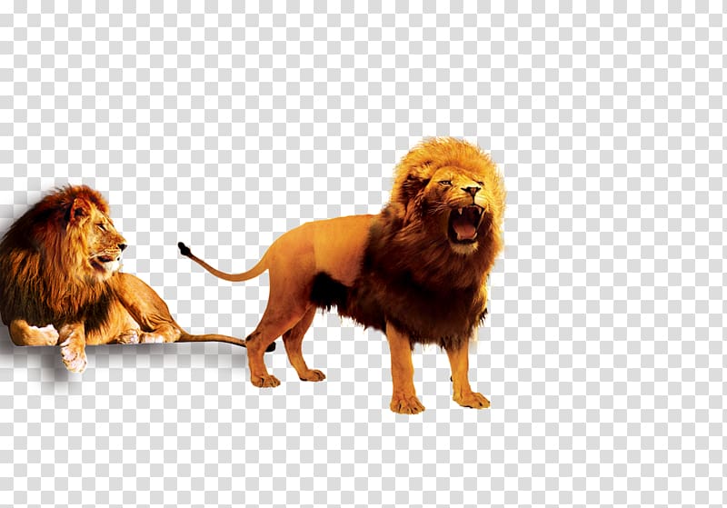 Lion Dog breed , lion transparent background PNG clipart