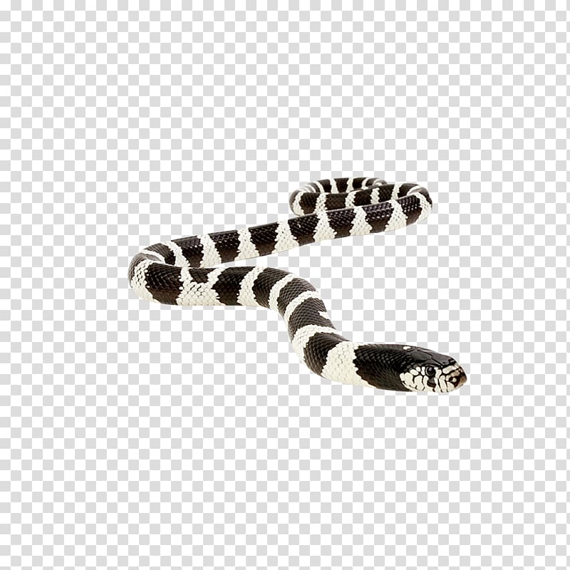 Snake Vipers Reptile Anaconda King cobra, snake transparent background PNG clipart
