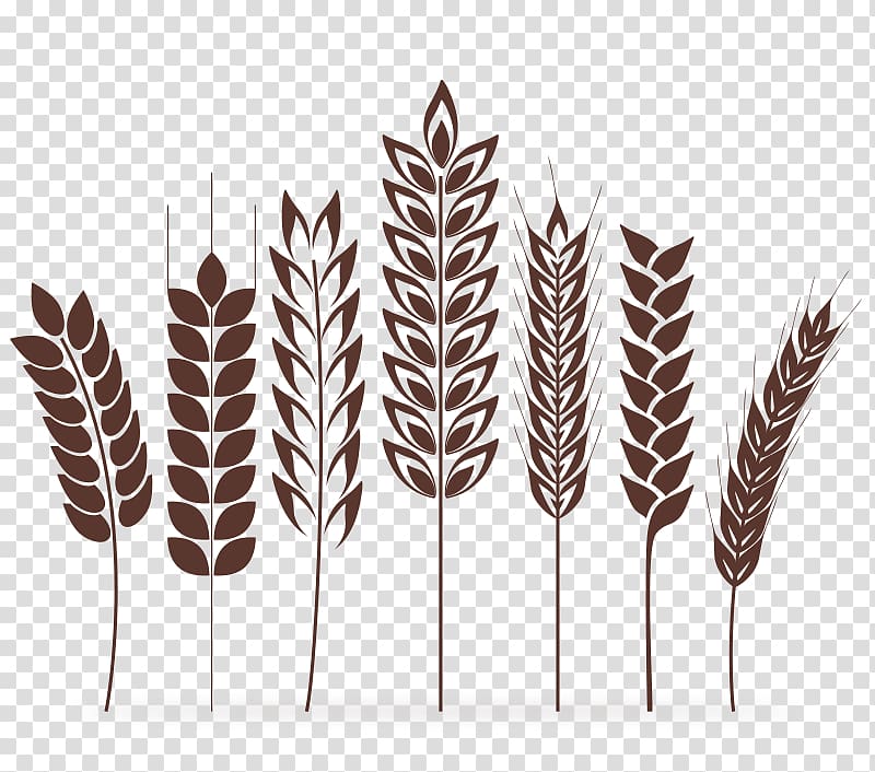 Wheat Cereal Ear, Hand painted wheat transparent background PNG clipart