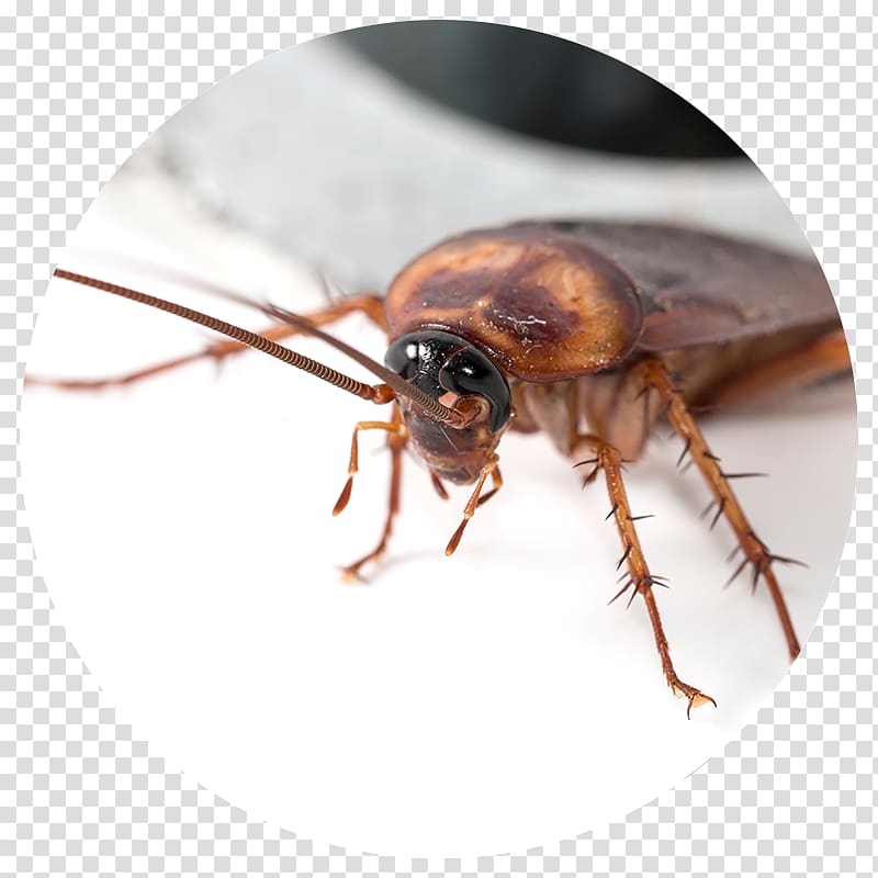 Cockroach Blattodea Pest Control Insect, bird fleas transparent background PNG clipart