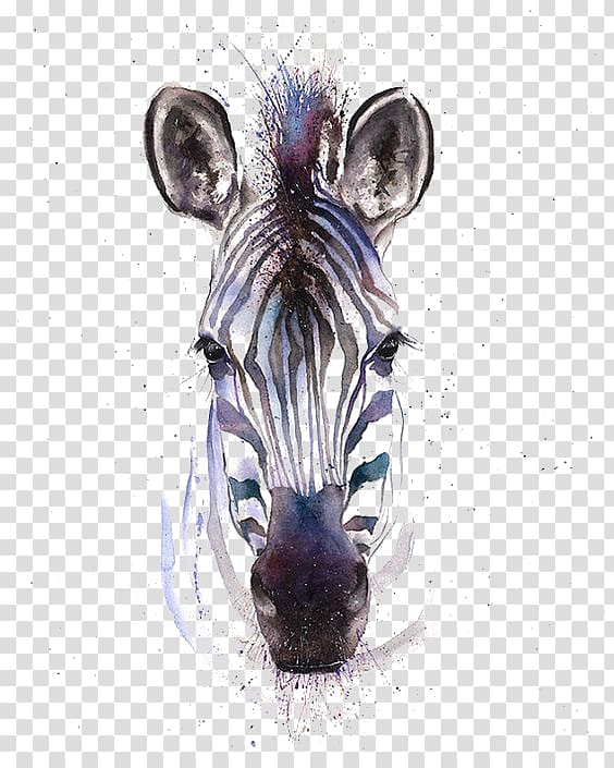 drawing zebra transparent background PNG clipart