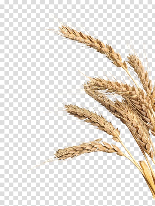 Emmer Spelt Einkorn wheat Rye Triticale, barley transparent background PNG clipart