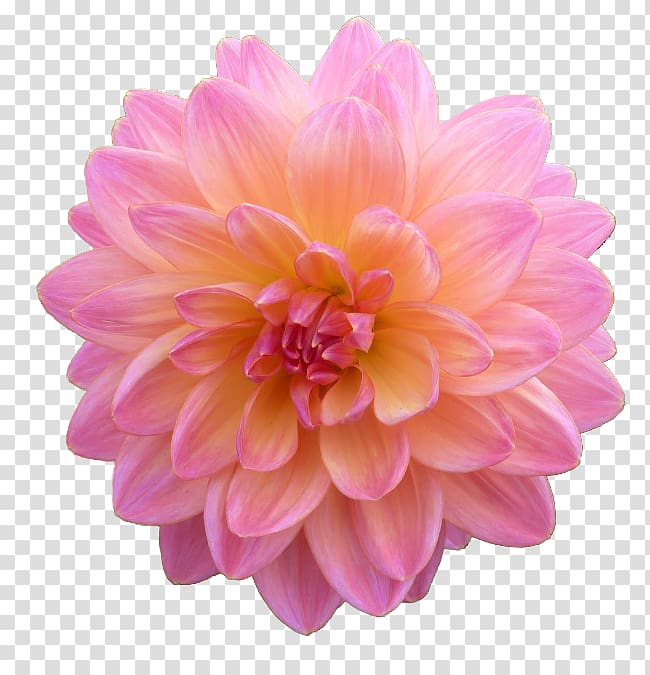 Dahlia , others transparent background PNG clipart