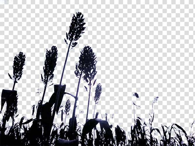 Broom-corn Silhouette, Sorghum silhouette transparent background PNG clipart