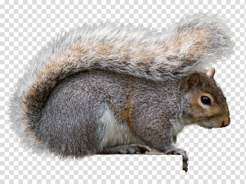 Eastern gray squirrel Gray wolf Rodent Fox squirrel, squirrel transparent background PNG clipart