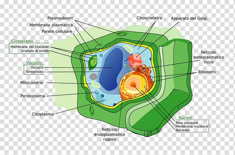 Plant cell Cell wall Prokaryote, plant transparent background PNG clipart