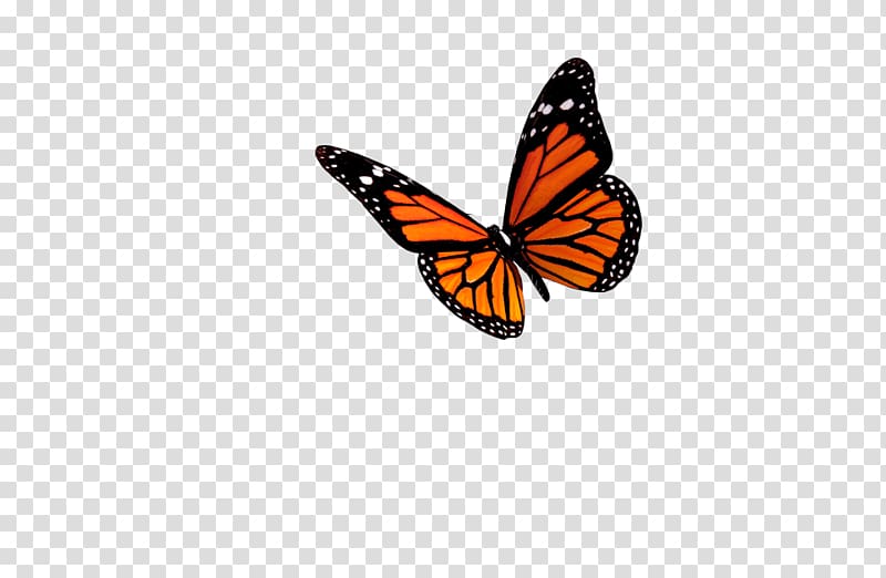 Monarch butterfly Insect , butterfly transparent background PNG clipart