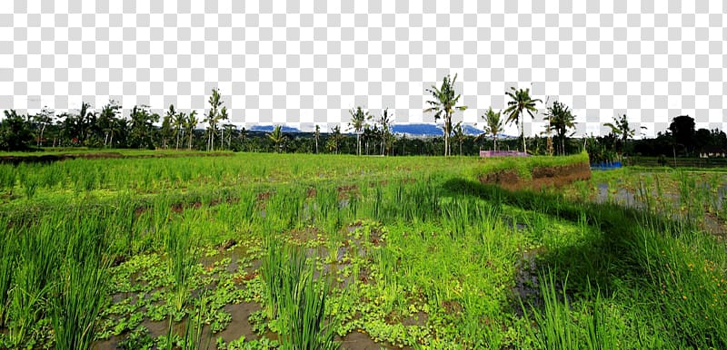 Kintamani, Bali Fukei Landscape, Bali Kintamani town landscape transparent background PNG clipart