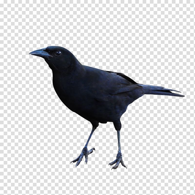 American crow New Caledonian crow Rook Common raven Beak, Raven transparent background PNG clipart