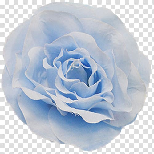 Centifolia roses Blue rose Garden roses Floribunda Petal, fl[ating rose transparent background PNG clipart