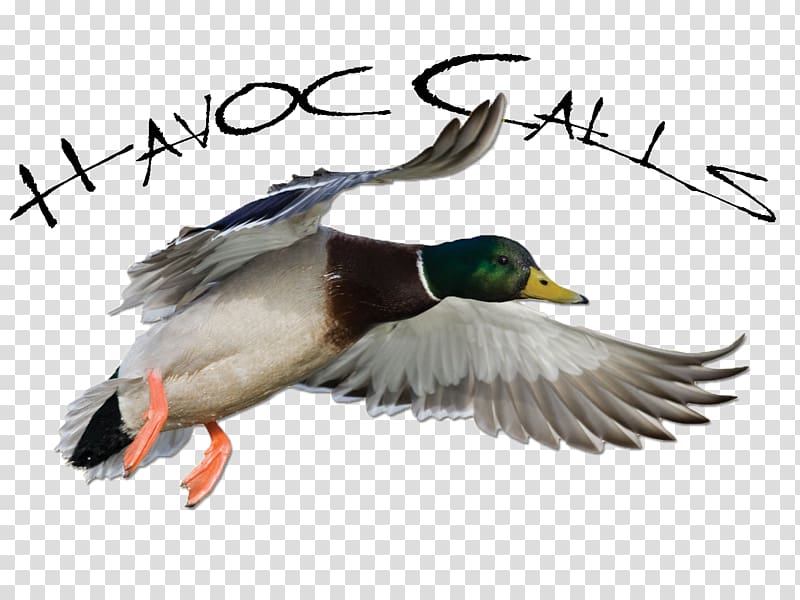 Mallard Greylag goose Duck Bird, goose transparent background PNG clipart