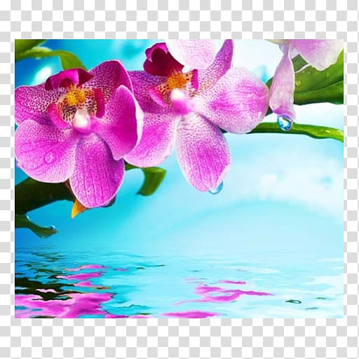 Orchids Flower, others transparent background PNG clipart