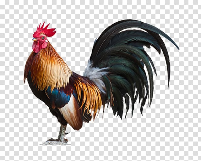 Plymouth Rock chicken Leghorn chicken Rooster, coq transparent background PNG clipart