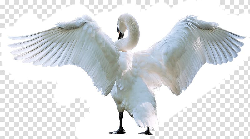 Mute swan Bird , Bird transparent background PNG clipart