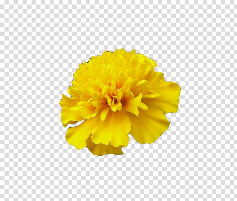 Mexican marigold Calendula officinalis Flower, Yellow marigold transparent background PNG clipart