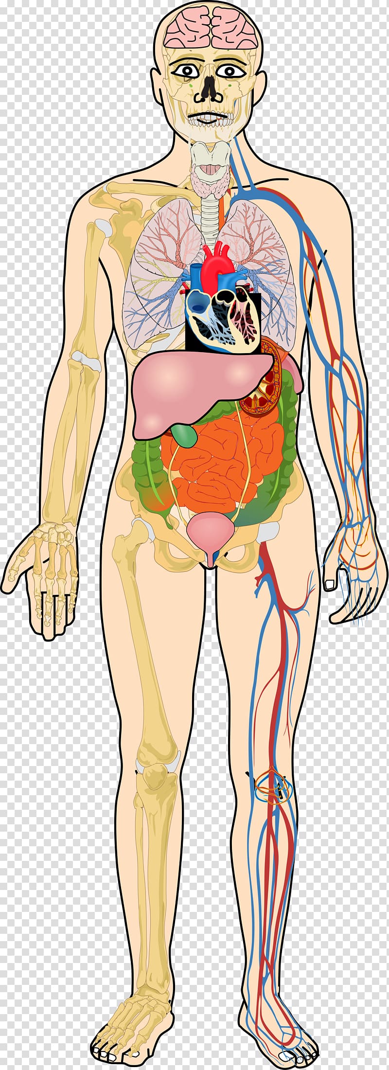 Organ Human body Homo sapiens Human digestive system Muscle, organ transparent background PNG clipart