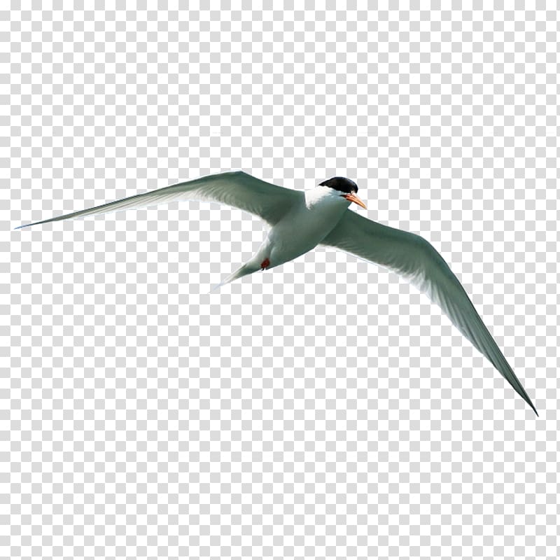 Bird Flight , Flying bird material transparent background PNG clipart