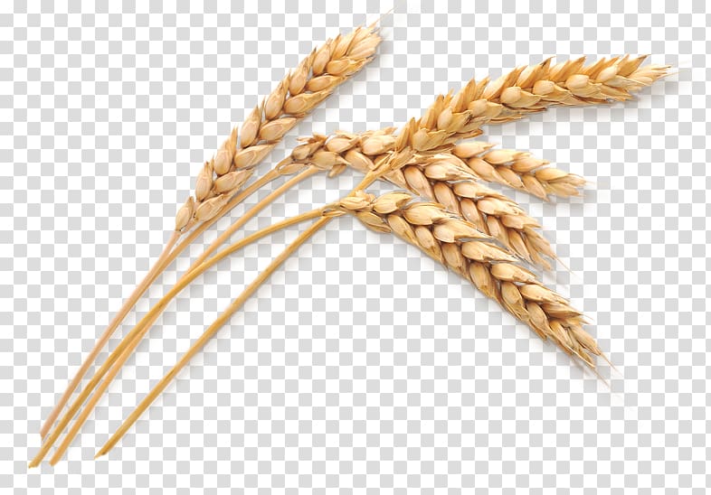 Silo Wheat Oat Cereal Ear, korn transparent background PNG clipart