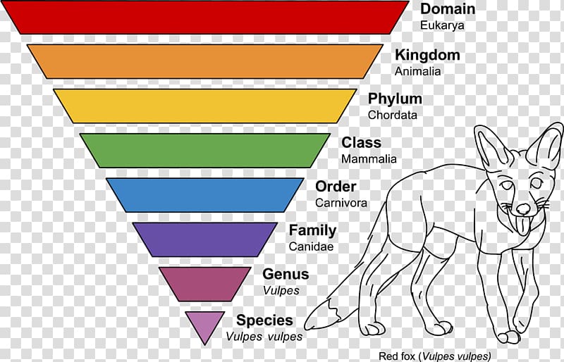 Red fox Taxonomic rank Taxonomy, classification la transparent background PNG clipart