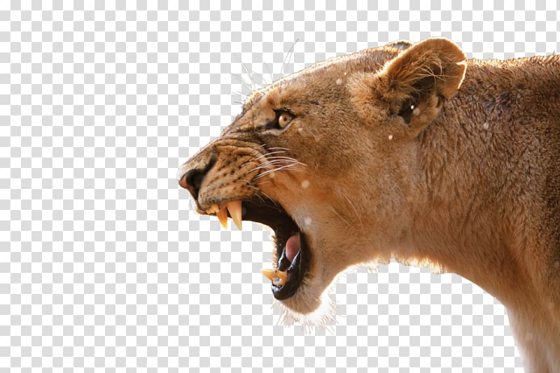 Lion Desktop Anger Tiger Roar, lion transparent background PNG clipart