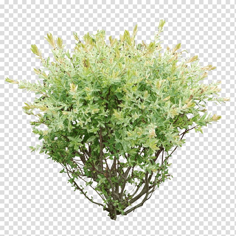 green leafed plant, Shrub Tree, Bush transparent background PNG clipart