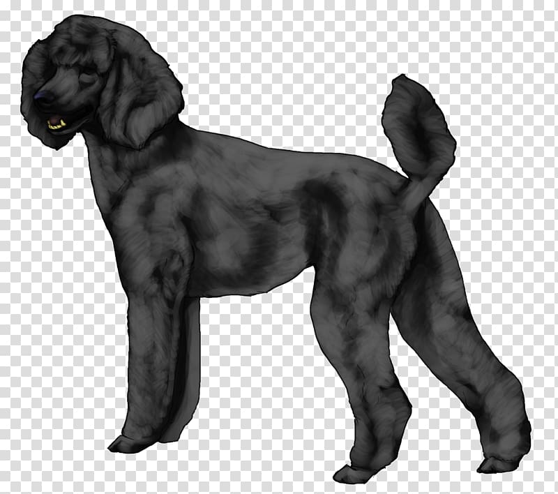 Field Spaniel Boykin Spaniel Flat-Coated Retriever Portuguese Water Dog Dog breed, toy poodle transparent background PNG clipart