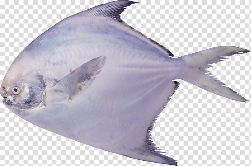 Pampus argenteus Black pomfret Seafood Fish, fish transparent background PNG clipart