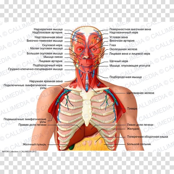 Homo sapiens Neck Thorax Muscle Organ, others transparent background PNG clipart