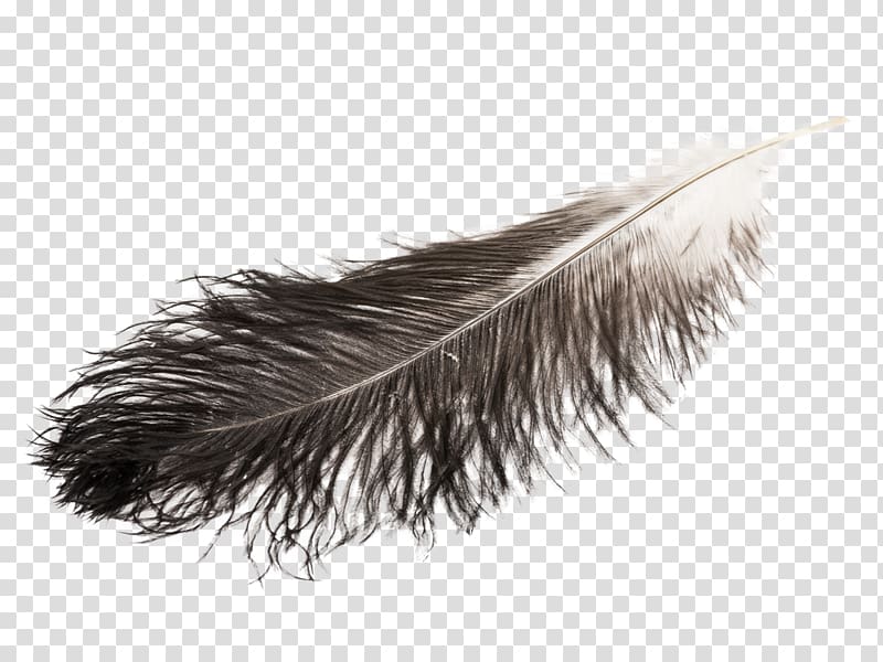 Feather duster Plumes d'autruche Article White, feather transparent background PNG clipart