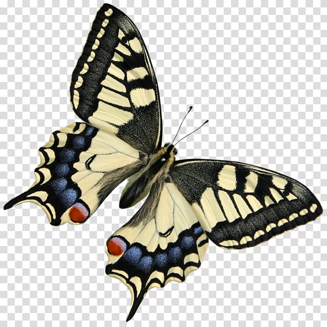 Monarch butterfly , White butterfly transparent background PNG clipart