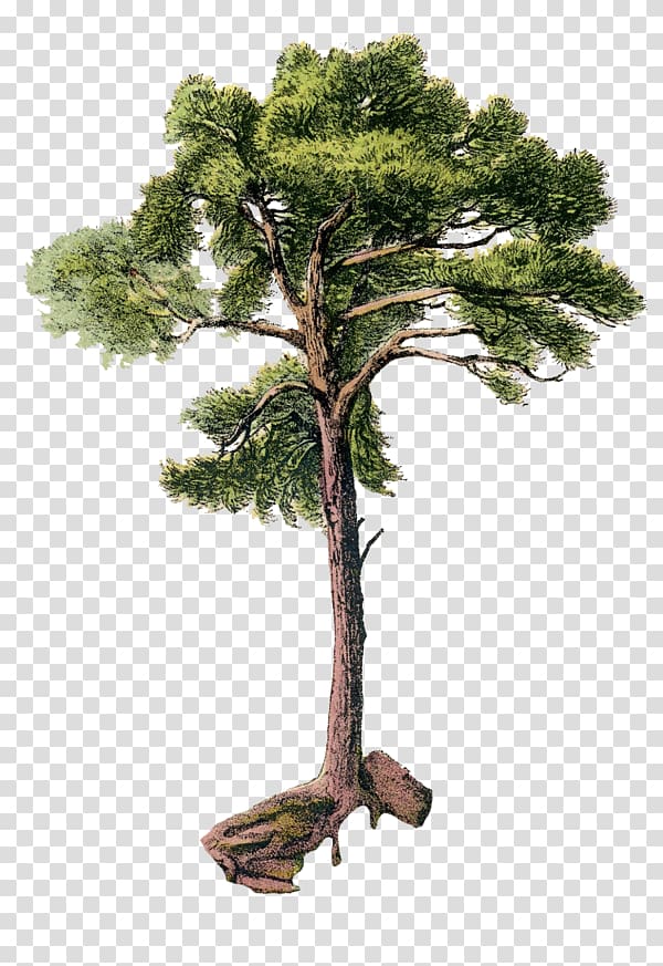 Tree Scots pine Arecaceae , tree transparent background PNG clipart