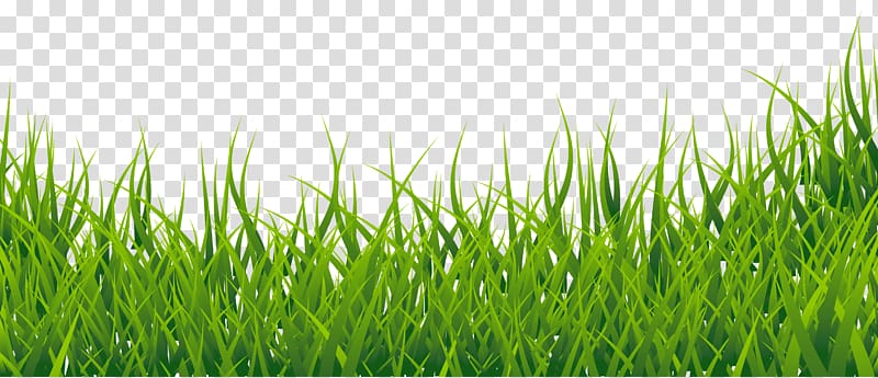 green grass , Easy English Vocabulary , Grass Border transparent background PNG clipart