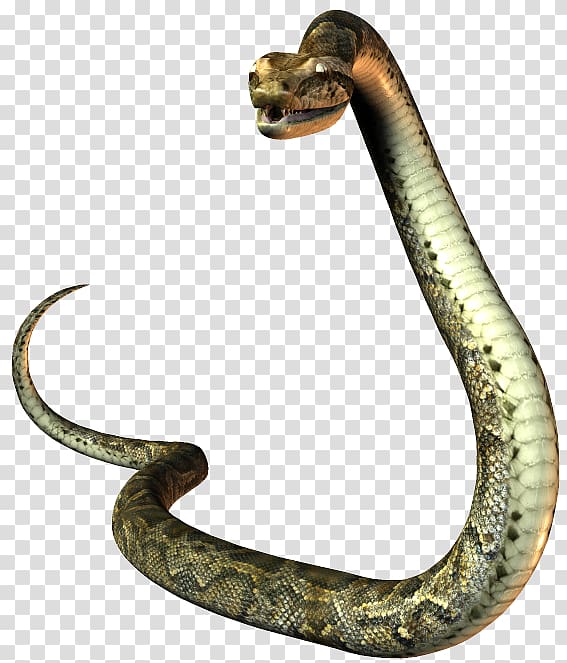 President of the United States Snake Mustela Natural-born-citizen clause, snake transparent background PNG clipart