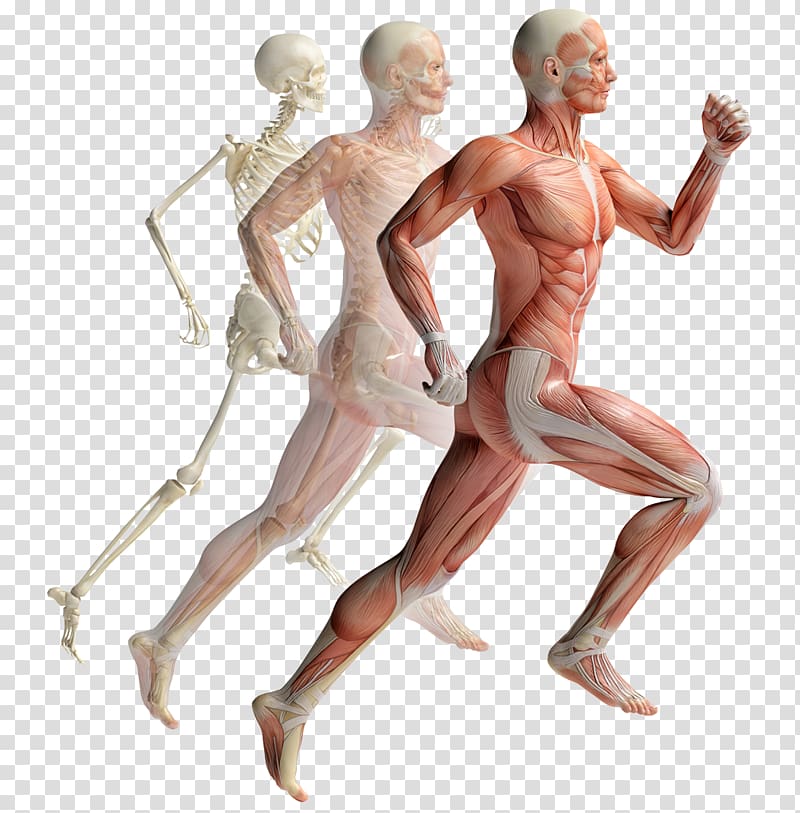 Muscular system Human musculoskeletal system Muscle Human body Anatomy, human skeleton running transparent background PNG clipart