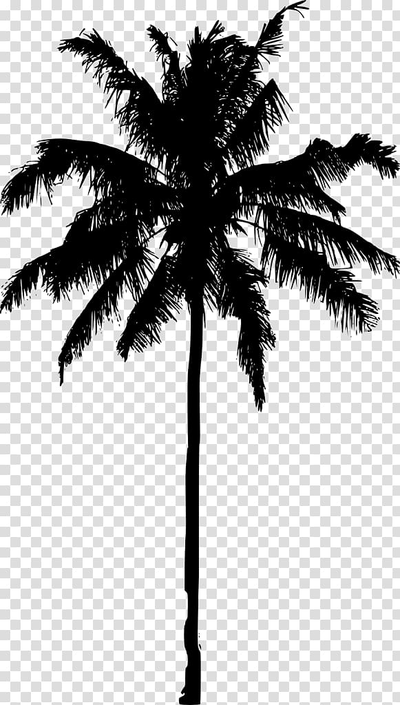 Asian palmyra palm Arecaceae Silhouette Tree, overlooking the coconut tree transparent background PNG clipart