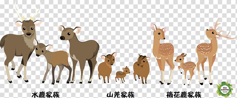 Formosan sambar deer Reeves\'s muntjac Taiwan Formosan sika deer, sika deer transparent background PNG clipart