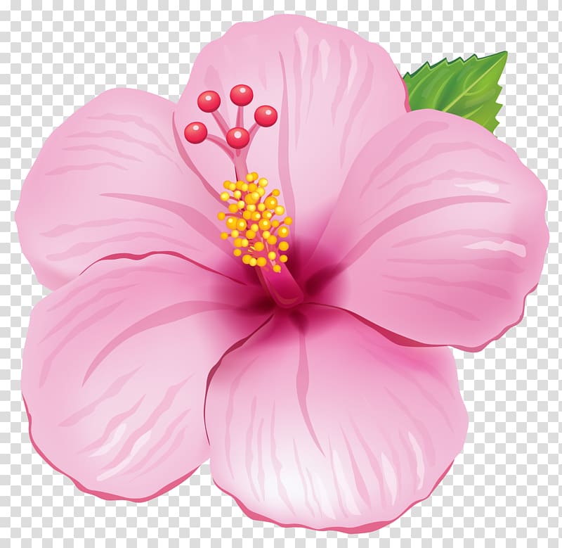 Flower illustration , Pink Exotic Flower , pink and green hibiscus flower illustration transparent background PNG clipart