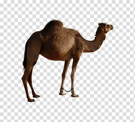 Bactrian camel Dromedary Icon, Mother camel single peak transparent background PNG clipart