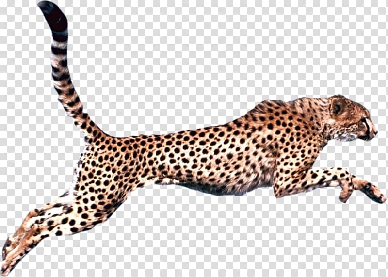 Cheetah Leopard Felidae , cheetah transparent background PNG clipart