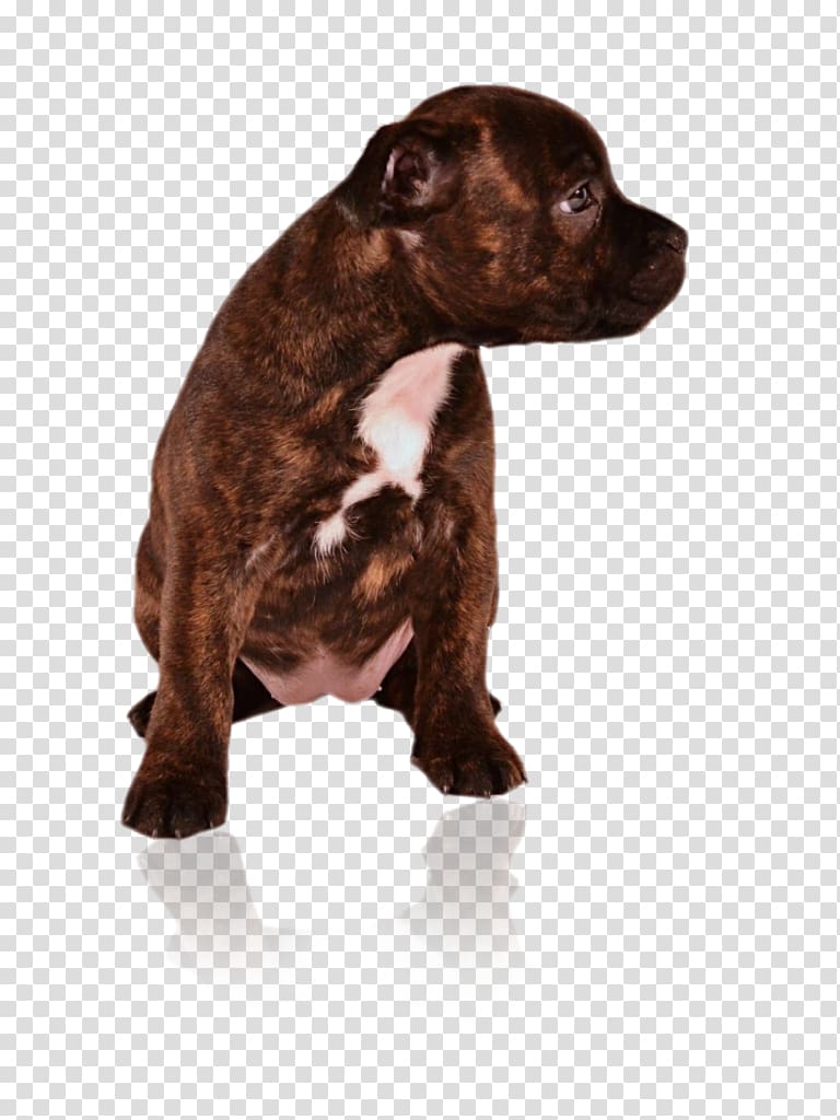 Dog breed American Pit Bull Terrier Staffordshire Bull Terrier Puppy, puppy transparent background PNG clipart