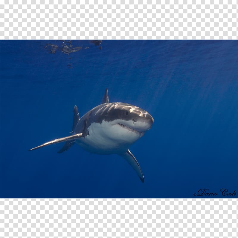 Great white shark Requiem shark Lamnidae Tiger shark Chondrichthyes, cam newton transparent background PNG clipart