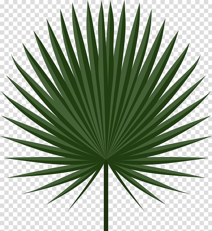 green palm leaf, Palm-leaf manuscript Arecaceae Palm branch , palm leaves transparent background PNG clipart
