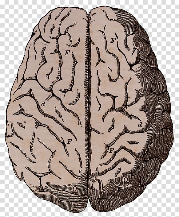 Human brain Art Drawing , Brain transparent background PNG clipart