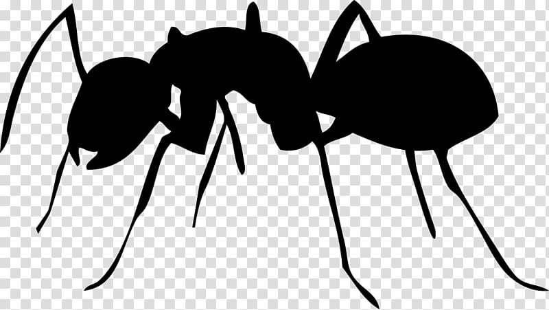 Beetle Queen ant Bullet ant Aphid, beetle transparent background PNG clipart