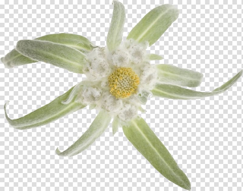 Flower Alpenglow Light Edelweiss , hi res transparent background PNG clipart