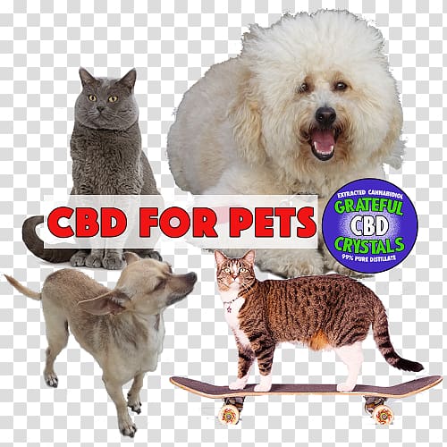 Cat Dog breed Cannabidiol Cannabinoid, Cat transparent background PNG clipart